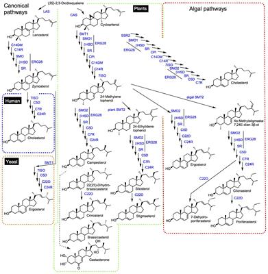 Phytosterol Profiles, Genomes and Enzymes – An Overview